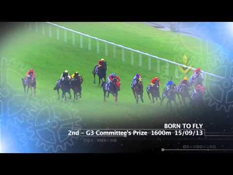 Longines Singapore Gold Cup 2013 Contenders (Born to Fly)