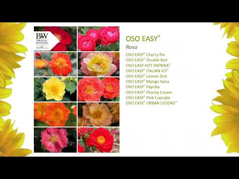 Schuren Nursery Proven Winners