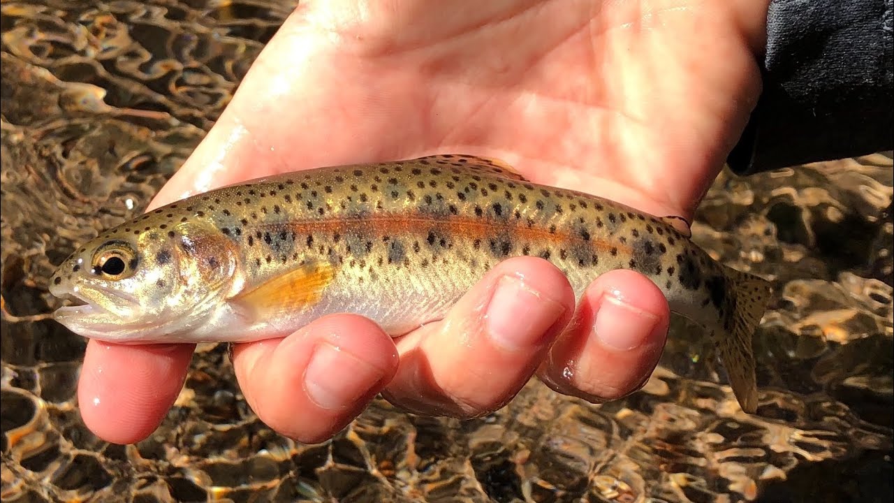 A Quest for Redbands | McCloud and Goose Lake Redband Trout | Heritage Trout Challenge