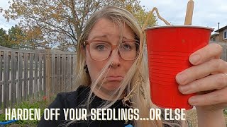 LET’S TALK ABOUT HARDENING OFF | Growing food in small spaces