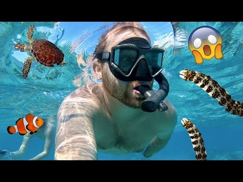 Living on Tropical Island! Swimming In Ocean! Sea Turtles & Baby Fish | Family Vacation Vlog
