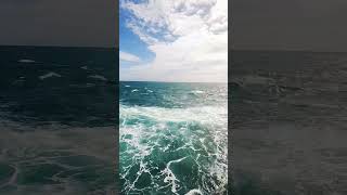 Dolphin Spotting #cruisetour #princess #dolphin #cruise #cruiseship