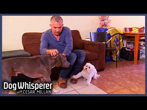 Menacing Maltese Faces Off With Cesar's Dog Junior | Dog Whisperer With Cesar Millan