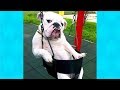 Stupid Dogs Doing Weird Things COMPILATION 2 Funny Dogs Video