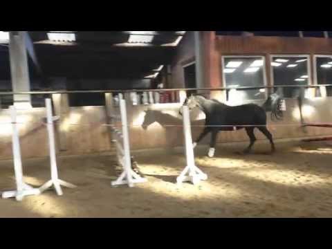 Holsteiner Stute 2006 Cormint x Rando