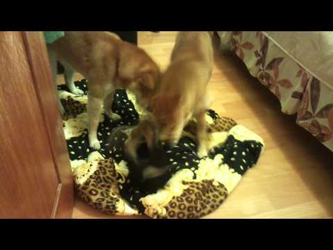 大亂鬪(原發表者:毛豆姐)(影片)