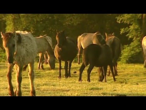 Das Rangordnungsverhalten der Pferde