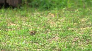 preview picture of video 'Olive-backed pipit 樹鷚'