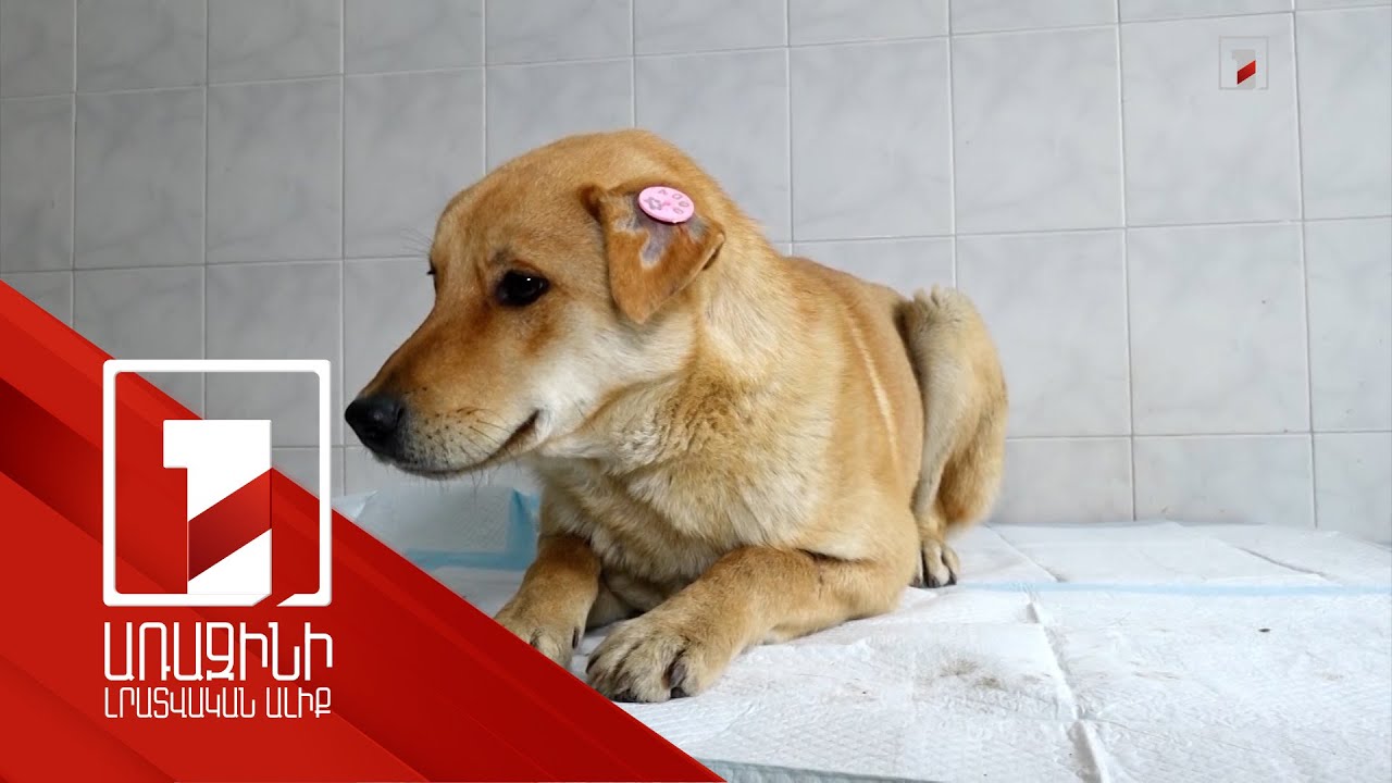 Երևանից ժամանած թիմը Գյումրիում թափառող շների ստերջացման ծրագիր է իրականացնում