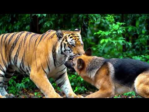tiger and dog war #dog #tiger