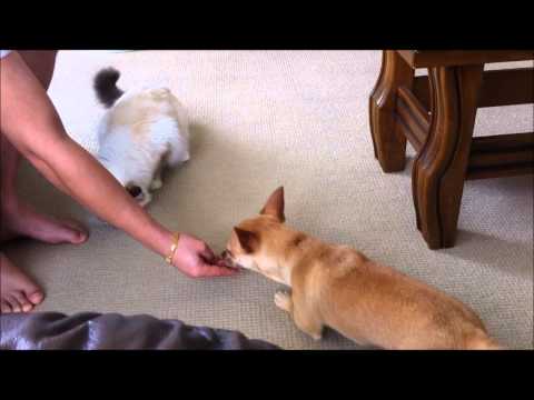 Rocky (Birman Cat) V Bobby (Chihuahua Dog)