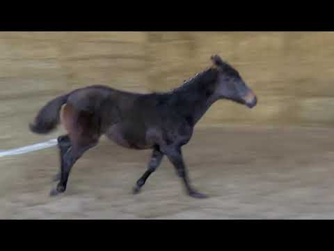 Grafenglück  von Mount Etna xx - Lossow - Tanzmeister geboren 13.August 2019