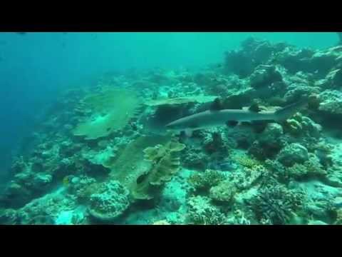 Freediving Bathala, Ari Atoll Bathala,Malediven