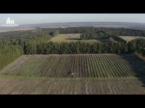 Andrés Chabrillon - CQ0021 - 43 has. La Criolla