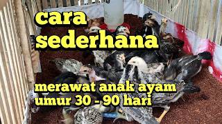 Download lagu MEMBESARKAN ANAK AYAM USIA 30 - 90 HARI mp3