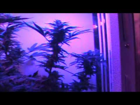 Red vs Blue LED 90w UFO Grow light.Winner is ......