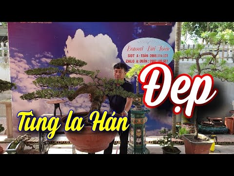 SH.6350. Bất ngờ trước những cây Tùng La Hán dáng cực đẹp. Đth liên hệ 0969.114.131.