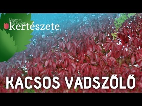 Kacsos vadszőlő - Növény rendelés - házhoz szállítás - Megyeri Kertészet Budapest