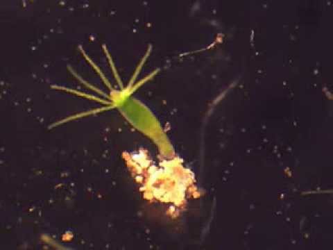 Hydra feeding on Artemia nauplii