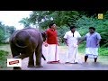 Hey dog, stand a little far away from the little elephant. I don't know which elephant it is || #GOUNDAMANI
