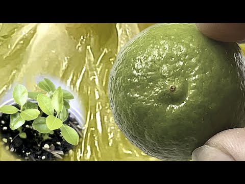 Key Lime Tree From Seed