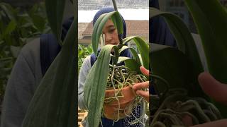 Download lagu Still flowering but wrinkled leaves, what should I do? #orchidlovers #moonorchids #orchids #tipsa... mp3