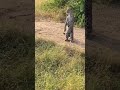 beautiful leopard funny moment 😂😂🤣#new