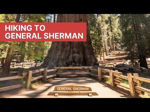 General Sherman Tree Trail: Hiking to the Largest Tree in the World