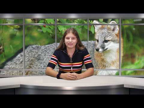 De Facto - VULPEA, prezentat de CLAUDIA VLADUT si TEO SIRBU