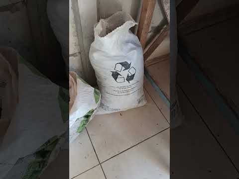 plantação de amendoim no Paraná Palmital