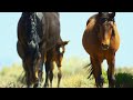 Brutal Stallion Mating Fight 4K UHD Planet Earth II BBC Earth
