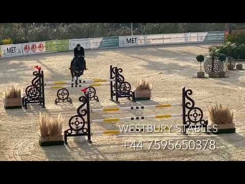 Djoko Z- 2016 Stallion (Dominator X Darco)