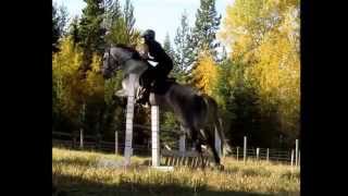 preview picture of video 'Talisman - 2003 Trakehner Gelding'