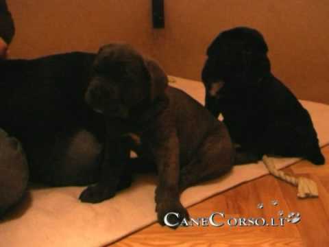 Cane Corso Puppies in Lithuania, Supper-time