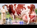55 Litre Milk Record Huge Udder Red Friesian Cow Rana Dairy Farm Pakistan