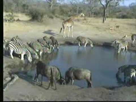 Wildebeest, Zebra & Giraffes - Nkorho 07/31/07