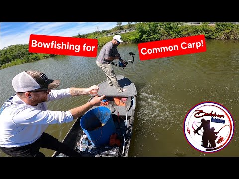Bowfishing for Common Carp!