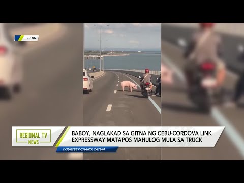 Regional TV News: Baboy, naglakad sa gitna ng Cebu-Cordova Link Expressway