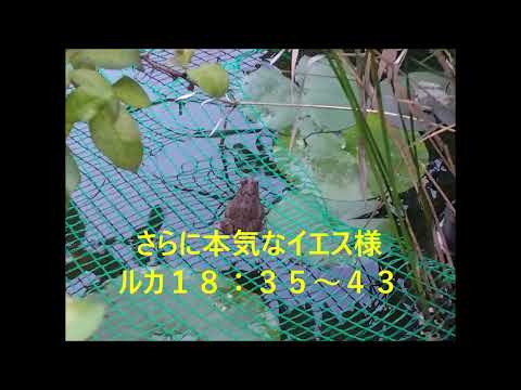 画期的な発見:ほとんど忘れられていたパピルスがイエスの幼少期を知る手がかりを明らかにする