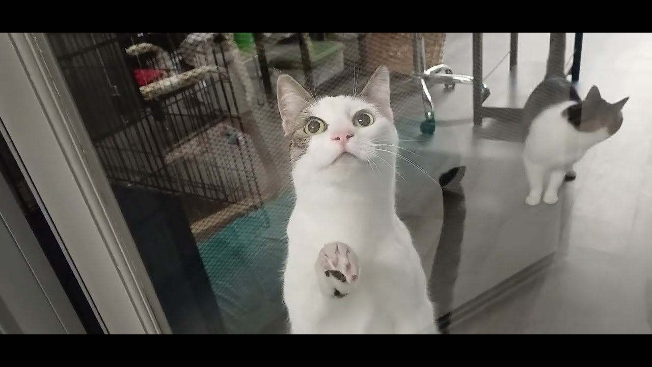 Enlarge Evie (Bonded to Lilly), a ADOPTABLE Domestic Short Hair in Renton , WA video 6/6