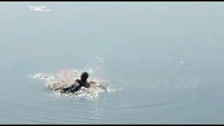 CROCODILE ATTACK SAD VIDEO video