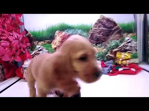 Cachorro Cocker Spaniel Ingles Macho 9587 Aquanatura Barcelona