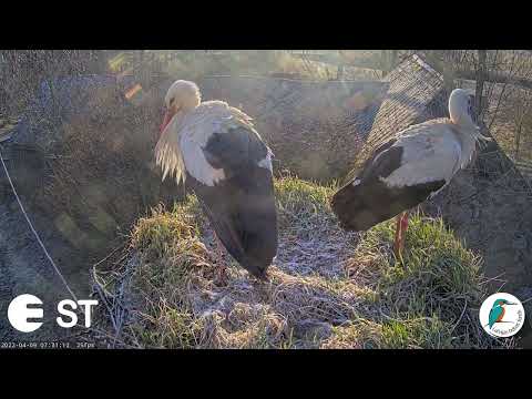 Baltie stārķi Tukuma novadā - LDF tiešraide. Ligzdu apmeklē balto stārķu pāris:)9.04.2022