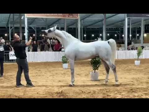 KZ.SUNTIR. #SAWFAN_AL_NASSER BY ASHHAL AL RAYYAN & KZ.SAFEELA BY SAFEEN