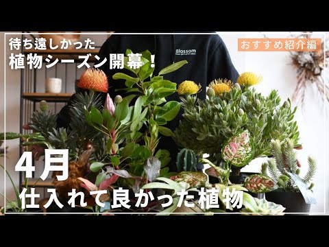 ゴールドバーム 植物