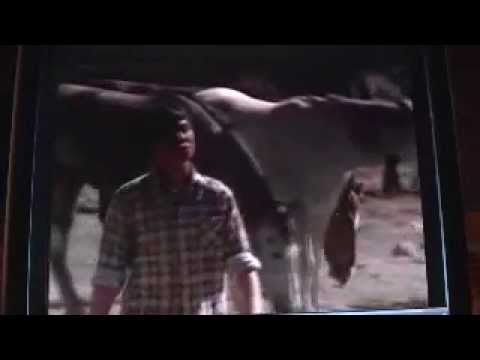 The Black Stallion Returns the finale.