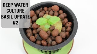 Homemade Hydroponics System | DWC Basil Grow Update #2