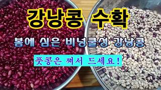 [텃밭농부 <b class="sch_word">2</b>,839]  봄에 심은 비넝쿨성강낭콩 수확! 많이도 열렸네. #강낭콩재배