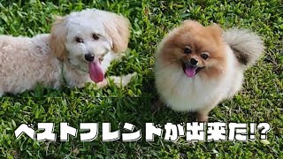 【可愛すぎ】ぽぽちゃんにベストフレンドが出来た！？【マルプー&ポメラニアン】