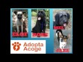 II Feria de Adopción "Adopta a tu mejor amigo"